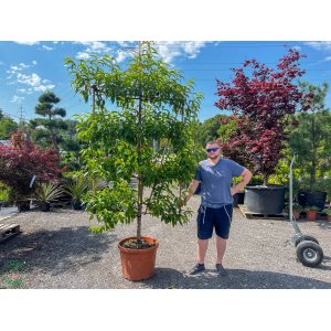 Broskyňa obyčajná (Prunus Persica) ´SATURN´ - výška 200 cm, obvod kmeňa 16/18 cm, kont. C70L - TVAROVANA STENA/ŠPALIER